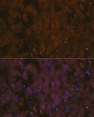 Anti-MSP/MST1 antibody produced in rabbit