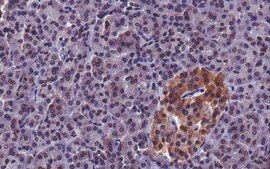 抗FcγRIIb/c抗体，克隆19.4 clone 4F5, from mouse