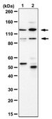 Anti-PRDM16 Antibody from rabbit, purified by affinity chromatography