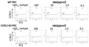 Anti-CCRL2 (Mouse) Antibody, clone BZ5B8 clone BZ5B8, from rat
