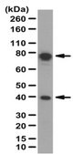 Anti-BAG family molecular chaperone regulator 3 (BAG3) Antibody from rabbit, purified by affinity chromatography