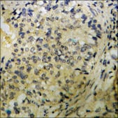 Anti-phospho-PAK2 (pSer141) antibody produced in rabbit affinity isolated antibody