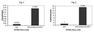 Anti-monomethyl-Histone H3 (Lys27) Antibody Upstate®, from rabbit