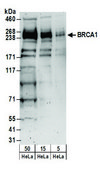 Rabbit anti-BRCA1 Antibody, Affinity Purified Powered by Bethyl Laboratories, Inc.