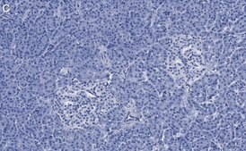 Anti-eIF2A Antibody, clone 2C18 ZooMAb® Rabbit Monoclonal recombinant, expressed in HEK 293 cells