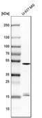 Anti-CASP1 antibody produced in rabbit Prestige Antibodies® Powered by Atlas Antibodies, affinity isolated antibody, buffered aqueous glycerol solution