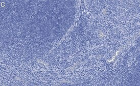 Anti-RUNX2 Antibody, clone 1D6 ZooMAb® Rabbit Monoclonal recombinant, expressed in HEK 293 cells