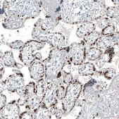 Monoclonal Anti-GATA3 antibody produced in mouse Prestige Antibodies® Powered by Atlas Antibodies, clone CL8660, purified immunoglobulin, buffered aqueous glycerol solution