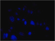 Anti-Mitochondria Antibody, clone 113-1, Alexa Fluor™ 488 conjugate clone 113-1, from mouse, ALEXA FLUOR™ 488