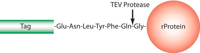 TEV蛋白酶