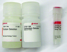 SYBR® Green Extract-N-Amp™植物PCR试剂盒 sufficient for 100 preparations