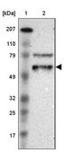 Anti-EFS antibody produced in rabbit Prestige Antibodies® Powered by Atlas Antibodies, affinity isolated antibody, buffered aqueous glycerol solution