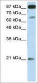 Anti-NFATC4 antibody produced in rabbit IgG fraction of antiserum