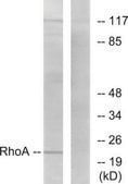 Anti-RHOA antibody produced in rabbit affinity isolated antibody