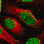 Anti-SAFB antibody produced in rabbit Prestige Antibodies® Powered by Atlas Antibodies, affinity isolated antibody, buffered aqueous glycerol solution
