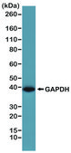Anti-GAPDH antibody, Rabbit monoclonal recombinant, expressed in HEK 293 cells, clone RM114, purified immunoglobulin