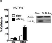 Anti-Actin Antibody, clone C4 clone C4, Chemicon®, from mouse
