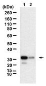 Anti-BMAL1/ARNTL Antibody, clone 1J12 ZooMAb® Rabbit Monoclonal recombinant, expressed in HEK 293 cells