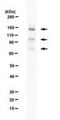 Anti-E3 ubiquitin-protein ligase RNF31 from rabbit, purified by affinity chromatography