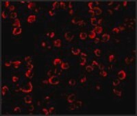 Anti-TRAF6 antibody produced in rabbit IgG fraction of antiserum, buffered aqueous solution