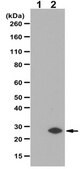 Anti-GADD153/DDIT3/CHOP Antibody from rabbit, purified by affinity chromatography