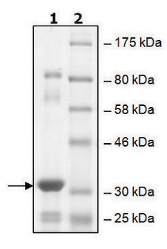 BirA recombinant, expressed in E. coli, &#8805;65% (SDS-PAGE)