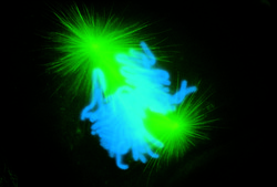 FluoroTag™ FITC Conjugation Kit