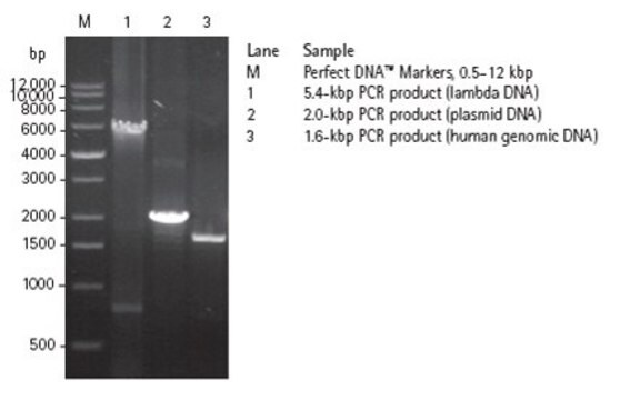 KOD DNA Polymerase High fidelity DNA polymerase designed for accurate PCR amplification of DNA templates for general cloning and cDNA amplification applications.