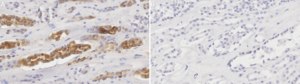 Anti-EGF Antibody, clone 2G3 ZooMAb® Rabbit Monoclonal recombinant, expressed in HEK 293 cells