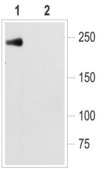 Anti-Sodium Channel NaV1.5 human antibody produced in rabbit affinity isolated antibody, lyophilized powder