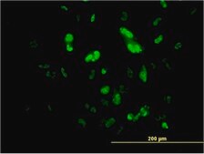 Monoclonal Anti-FOXA2 antibody produced in mouse clone 1C7, purified immunoglobulin, buffered aqueous solution