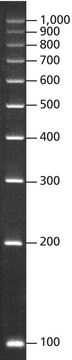PCR 100 bp 低梯形 for electrophoresis of PCR fragments