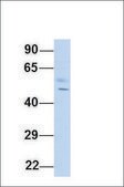 Anti-TUFM antibody produced in rabbit affinity isolated antibody