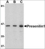 Anti-Presenilin1 antibody produced in rabbit affinity isolated antibody, buffered aqueous solution