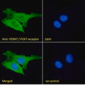 Anti-P2RX7 (N-terminal) antibody produced in goat affinity isolated antibody, buffered aqueous solution