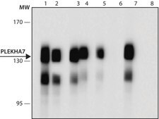 Monoclonal Anti-PLEKHA7 antibody produced in mouse clone PLK7, purified from hybridoma cell culture