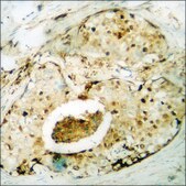 Anti-phospho-Smad3 (pSer204) antibody produced in rabbit affinity isolated antibody