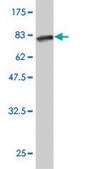 Monoclonal Anti-CALR3 antibody produced in mouse clone 4E3, purified immunoglobulin, buffered aqueous solution