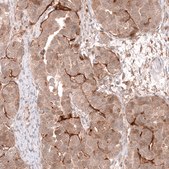 Monoclonal Anti-Lgr5 Antibody Produced In Mouse Prestige Antibodies® Powered by Atlas Antibodies, clone CL13579, affinity isolated antibody, buffered aqueous glycerol solution
