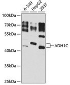 Anti-ADH1C antibody produced in rabbit