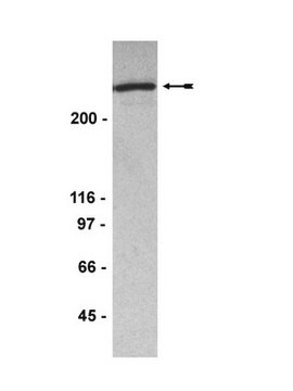 Anti-53BP1 Antibody, clone BP18 ascites fluid, clone BP18, Upstate&#174;