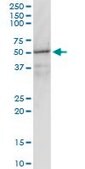 Monoclonal Anti-GNAI1 antibody produced in mouse clone 2B8-2A5, purified immunoglobulin, buffered aqueous solution