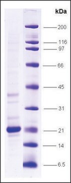 TNF&#945;, low endotoxin, His tagged 人 recombinant, expressed in E. coli, &#8805;80% (SDS-PAGE)