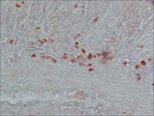 抗胆囊收缩素(26-33) (CCK-8) 兔抗 whole antiserum