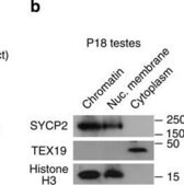 抗组蛋白H3抗体，克隆6.6.2 clone 6.6.2, Upstate®, from mouse