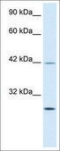 Anti-KLF9 antibody produced in rabbit affinity isolated antibody