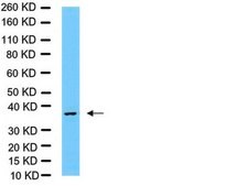 Anti-HuR Antibody from rabbit, purified by affinity chromatography