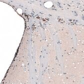 Monoclonal Anti-POU3F2 antibody produced in mouse Prestige Antibodies® Powered by Atlas Antibodies, clone CL6232, purified immunoglobulin, buffered aqueous glycerol solution