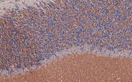 Anti-DEXRAS1 Antibody, clone 4B11.1 clone 4B11.1, from mouse