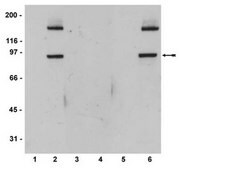 Anti-phospho-STAT5A/B (Tyr694/699) Antibody, clone A11W, rabbit monoclonal culture supernatant, clone A11W, from rabbit